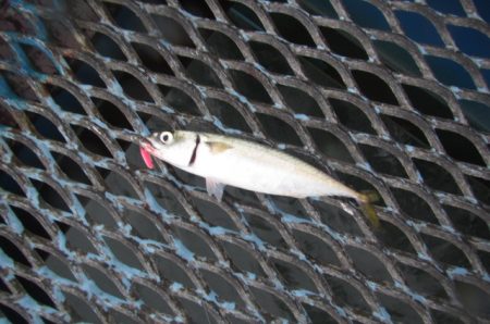 オリジナルメーカー海づり公園(市原市海づり…