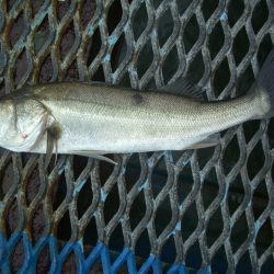 オリジナルメーカー海づり公園(市原市海づり施設) 釣果