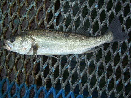 オリジナルメーカー海づり公園(市原市海づり施設) 釣果