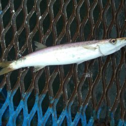 オリジナルメーカー海づり公園(市原市海づり施設) 釣果