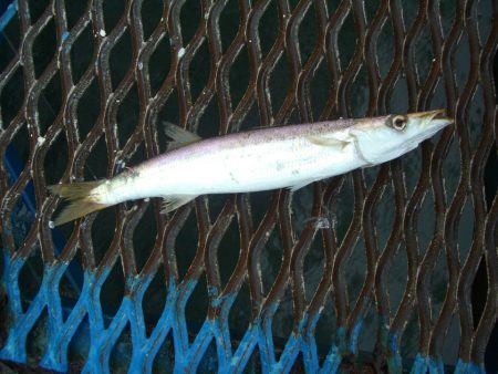 オリジナルメーカー海づり公園(市原市海づり施設) 釣果