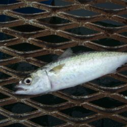 オリジナルメーカー海づり公園(市原市海づり施設) 釣果