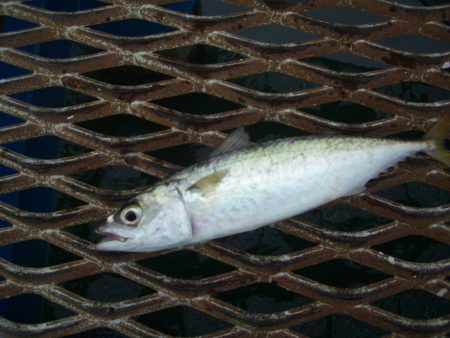 オリジナルメーカー海づり公園(市原市海づり…