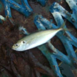 オリジナルメーカー海づり公園(市原市海づり施設) 釣果