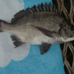 オリジナルメーカー海づり公園(市原市海づり施設) 釣果