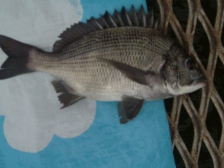 オリジナルメーカー海づり公園(市原市海づり施設) 釣果