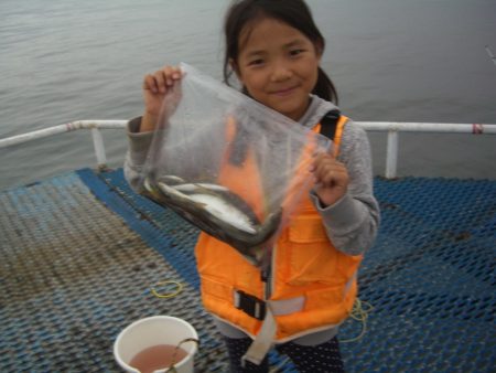 オリジナルメーカー海づり公園(市原市海づり施設) 釣果