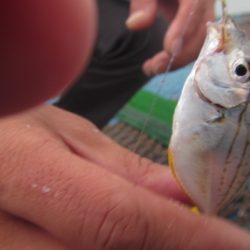 オリジナルメーカー海づり公園(市原市海づり施設) 釣果