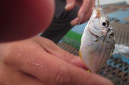 オリジナルメーカー海づり公園(市原市海づり施設) 釣果