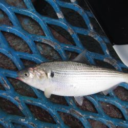 オリジナルメーカー海づり公園(市原市海づり施設) 釣果