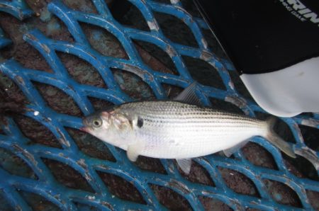 オリジナルメーカー海づり公園(市原市海づり施設) 釣果