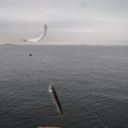 オリジナルメーカー海づり公園(市原市海づり施設) 釣果