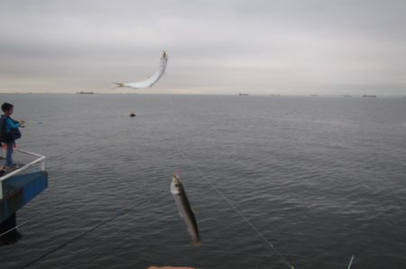 オリジナルメーカー海づり公園(市原市海づり施設) 釣果