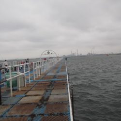 オリジナルメーカー海づり公園(市原市海づり施設) 釣果