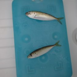 オリジナルメーカー海づり公園(市原市海づり施設) 釣果