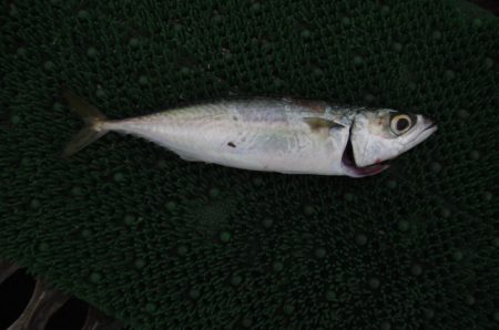 オリジナルメーカー海づり公園(市原市海づり施設) 釣果