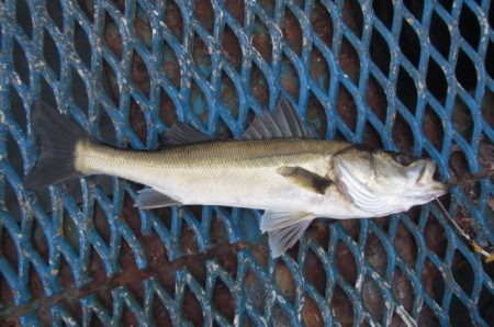 オリジナルメーカー海づり公園(市原市海づり施設) 釣果
