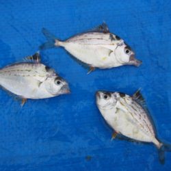 オリジナルメーカー海づり公園(市原市海づり施設) 釣果