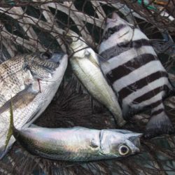 オリジナルメーカー海づり公園(市原市海づり施設) 釣果