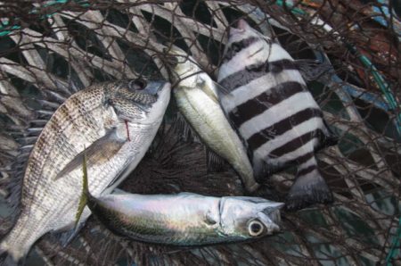 オリジナルメーカー海づり公園(市原市海づり施設) 釣果