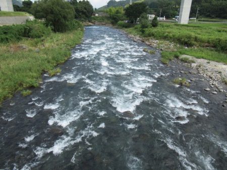 狩野川(狩野川漁業協同組合) 釣果