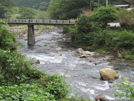 狩野川（狩野川漁業協同組合） 釣果