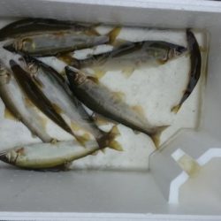 狩野川(狩野川漁業協同組合) 釣果