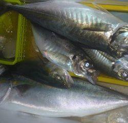 松福丸 釣果