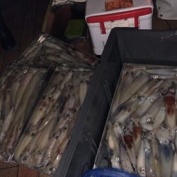 幸風（さちかぜ） 釣果