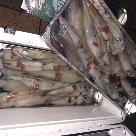 幸風（さちかぜ） 釣果