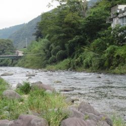 狩野川(狩野川漁業協同組合) 釣果