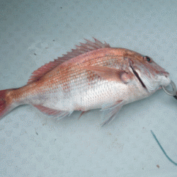 遊漁船ブルーウッズ 釣果