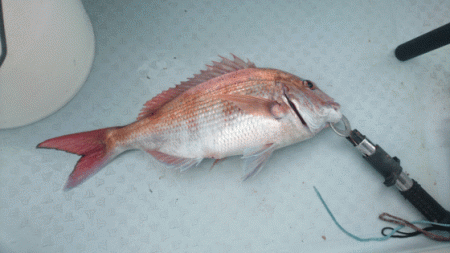 遊漁船ブルーウッズ 釣果