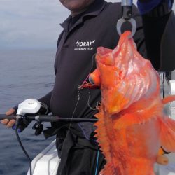 遊漁船 新鋭丸 釣果