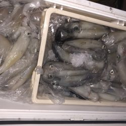 幸風（さちかぜ） 釣果