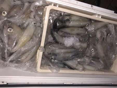 幸風（さちかぜ） 釣果