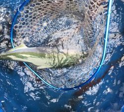 THESEAMAN(ザシーマン) 釣果