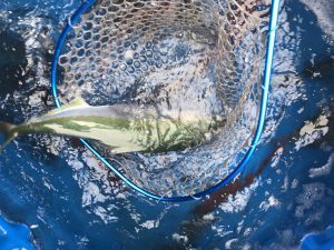 THESEAMAN(ザシーマン) 釣果