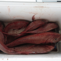 遊漁船ブルーウッズ 釣果