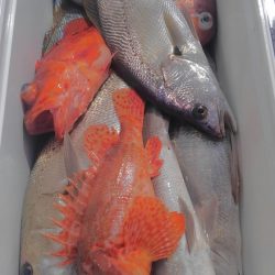 遊漁船 新鋭丸 釣果