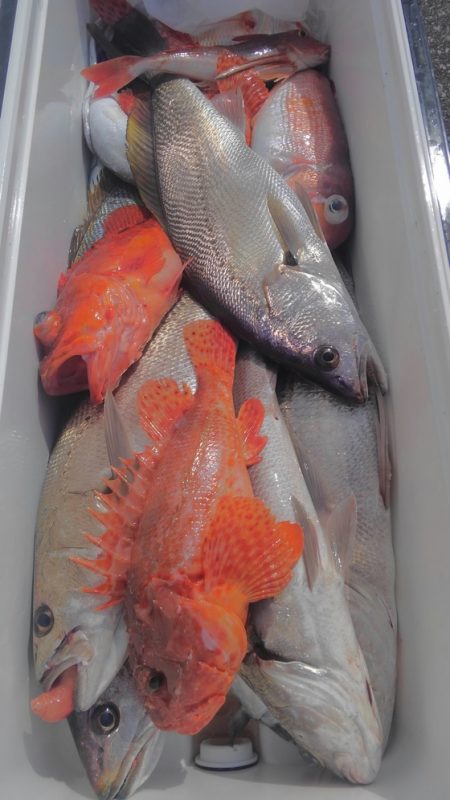 遊漁船 新鋭丸 釣果