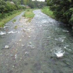 狩野川(狩野川漁業協同組合) 釣果