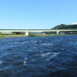 狩野川（狩野川漁業協同組合） 釣果