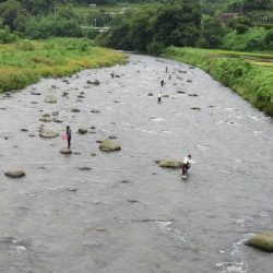 狩野川（狩野川漁業協同組合） 釣果