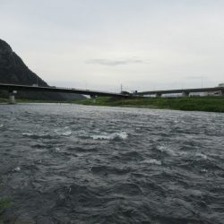 狩野川（狩野川漁業協同組合） 釣果