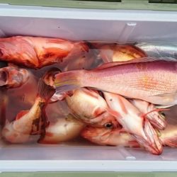 大進丸(新潟) 釣果