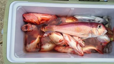 大進丸(新潟) 釣果