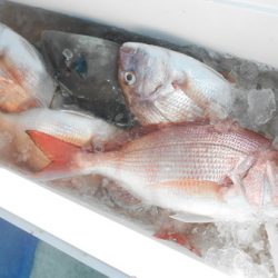 こうゆう丸 釣果