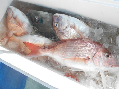 こうゆう丸 釣果