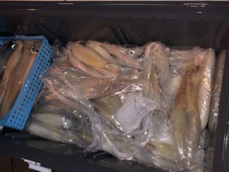 幸風（さちかぜ） 釣果